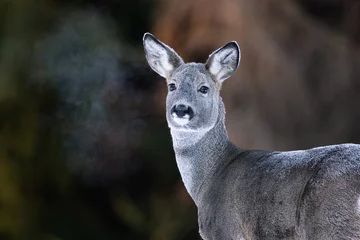 Türaufkleber Roe deer portrait on a cold morning, breath fume in the air © Erik Mandre