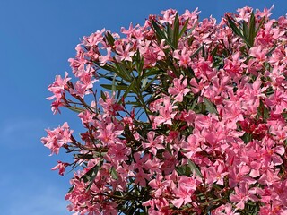 Oleander pink flowers blossom bush against blue sky.