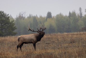 Obraz premium Buil Elk in the Rut in Wyoming in Autumn