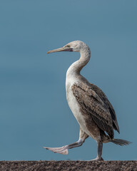 The Socotra cormorant is a threatened species of cormorant that is endemic to the Persian Gulf and the south-east coast of the Arabian Peninsula