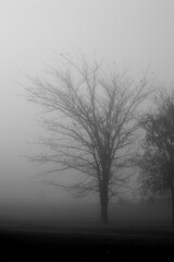 Misty winter scene foggy morning