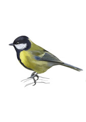 TIT BIRD