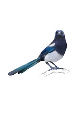 magpie