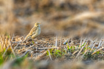 A Field pipit