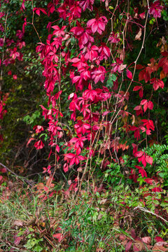 Hanging red Virginia creeper vine getting deciduous in autumn.