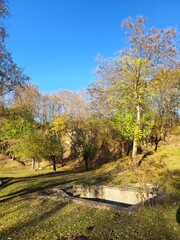 Fototapeta premium A pond surrounded by trees