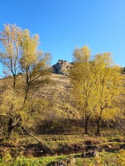 A group of trees in a field
