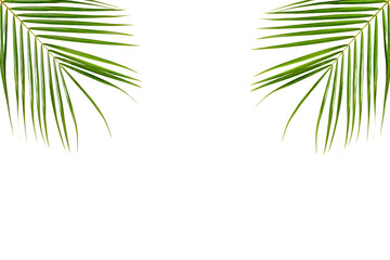 Fototapeta na wymiar Green palm leaves in the corners, card for Summer Background 