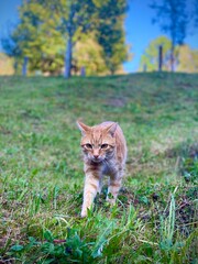 Katze
