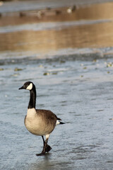 Goose Walking on Frozen Water