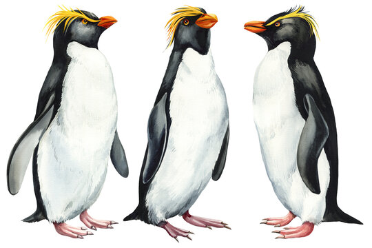 Watercolor penguins set on isolated white background. Watercolor painting, cute bird hand drawn illustration. Clipart