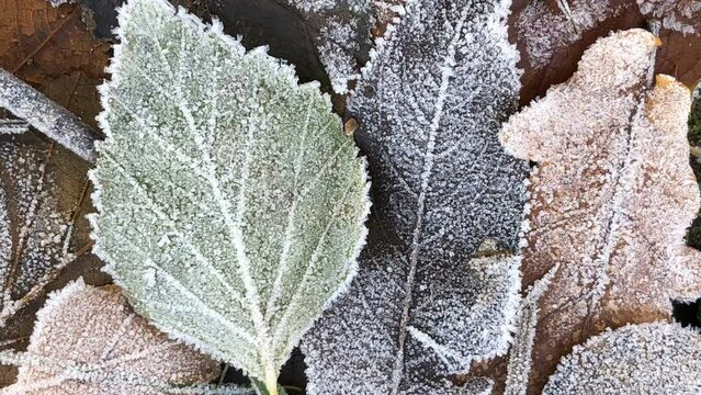 fallen autumn leaves covered with frost close-up