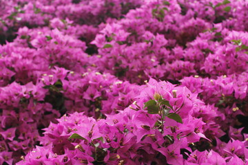 unbelievably, bougainvillea is actually white