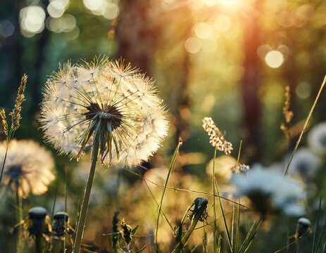 Big white dandelion in a forest at sunset. Macro image. Abstract summer nature background