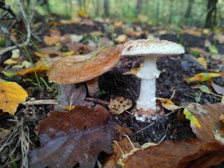 Zwei Pilze im Wald
