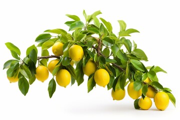 Fruiting lemon tree on white background. Generative AI