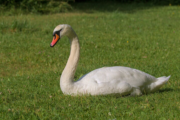 A bright beautiful white swan is located on a green meadow. Romantic portrait of a swan. Close-up. Sunny day.