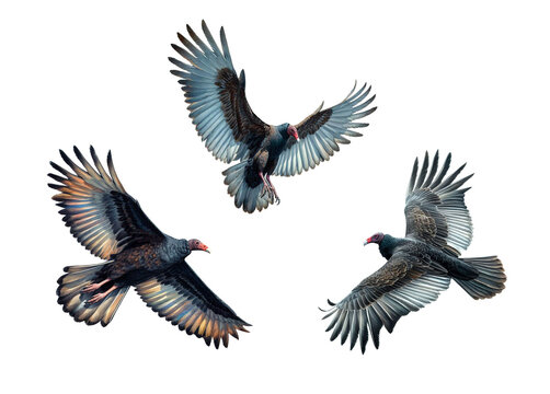A set of male and female Turkey Vultures flying on a transparent background