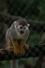 Common squirrel monkey sitting on a rope