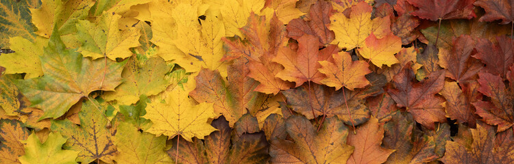 autumn maple leaves background; color gradient