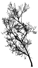 Silhouette image 14 in a series of various trees. Transparent background PNG 