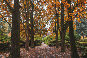 Beautiful oak lane.