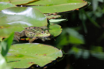 Wasserfrosch, Gr&uuml;nfrosch, Teichfrosch (Pelophylax) sitzt auf Seerosenblatt