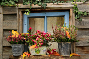 Herbstliche Blumendekoration vor altem Holzfenster