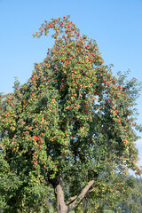 Fototapeta na wymiar Apfelbaum mit roten, reifen Früchten, Bayern, Deutschland