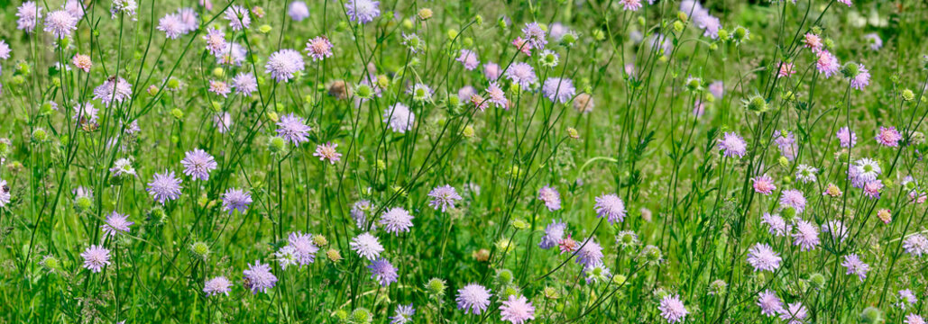 Skabiosen (Scabiosa) Blumenwiese mit vielen Bl&uuml;en, Panorama