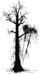 Silhouette image 7 in a series of various trees. Transparent background PNG 