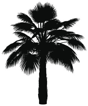 Silhouette image 4 in a series of various trees. Transparent background PNG 