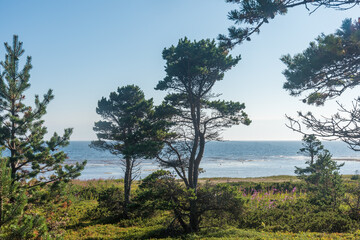 Obraz premium dancing pines on the White sea coast of the Kola peninsula, tourism and travel