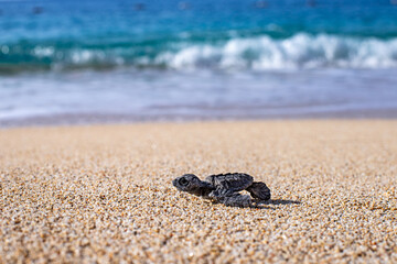 A baby sea turtle ( caretta caretta ) died on the sands because of plastic pollution. A sea turtle...