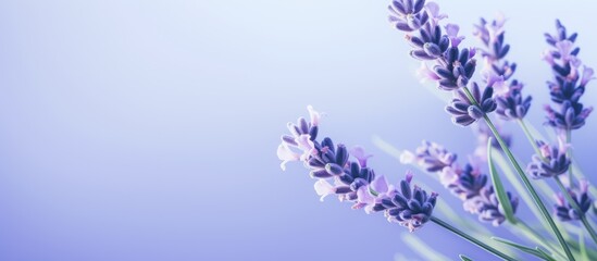 Lilac colored