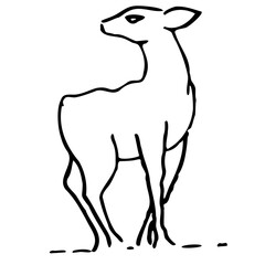 deer drawing