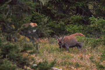 a red stag female and his calf, cervus elaphus, grazing on a mountain meadow at a autumn day