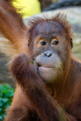 Sumatran Orang-utan - Pongo abelii, hominid primate from Sumatran forests, Indonesia.