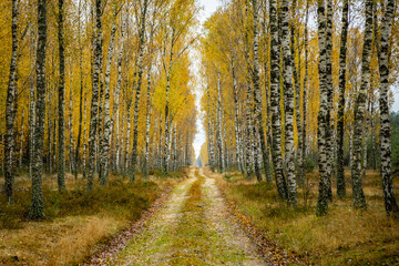 Jesienny las brzozowy - obrazy, fototapety, plakaty