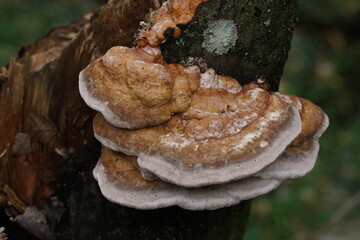 Zunderschwamm Pilz an einem Baumstamm, Porling oder Tramete