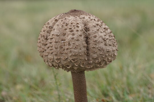 Parasolpilz auf einer Wiese, Macrolepiota procera