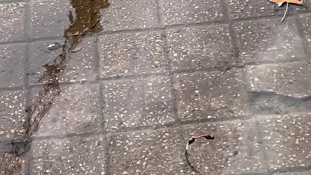 Accouplement de libellules