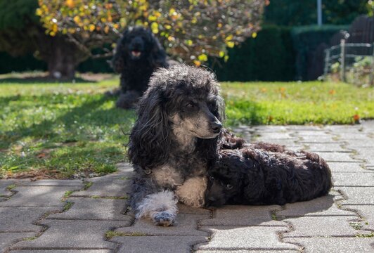 Happy black poodle (doodle) puppies playing outdoor.
Poodle dog with her puppies. Photo of a separated dog. Focus on the muzzle.
