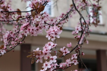 pink cherry blossoms
