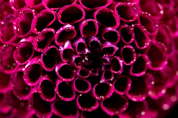 Dahlia flower macro water droplet shot; Shallow depth of field.