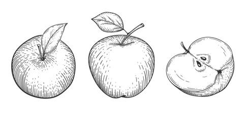 Set of drawn apples. Fruits. Vegan food. Vector illustration.