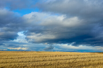 Obraz premium Harvested wheat field under dramatic sky in Eastern Oregon in summer.