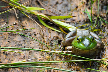 Green Frog Sitting On Wet Rocks