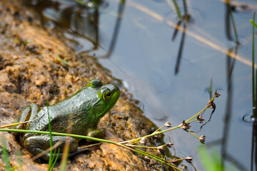 Green frog sitting by a stream