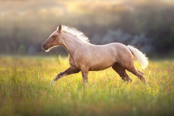 Palomino foal in motion